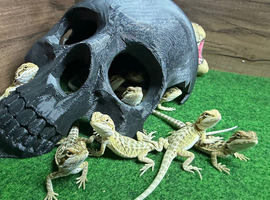 Baby bearded dragons