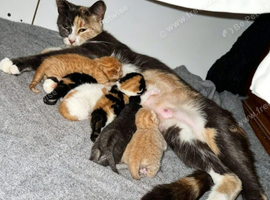 Lovely cuddly playful kittens