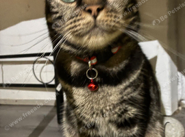 Joy the bengal