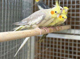 Cockatiel parrot