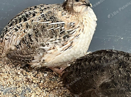 2 coturnix quails for sale