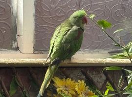 Alexandria parrots
