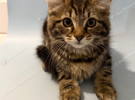 Cute kittens are looking for a new home and a loving family.
