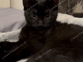 Sweet & Playful 7-Month-Old Male Kitten (Theo) Needs a New Home