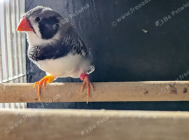 Pied blackcheek cock