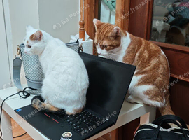 Mother & Son cats