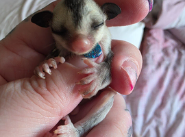 White faced boy and grey twin