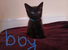 Black fluffy ️ Ready to new home