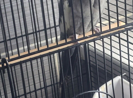Cocatael.male