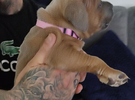 Staffordshire puppies