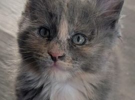 LAST GIRL Beautiful chunky mainecoon kitten