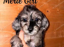 Stunning cockapoo puppies!