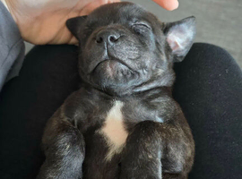 Puppy&rsquo;s for sale