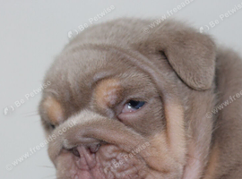 ️️️ EXCEPTIONAL ENGLISH BULLDOG PUPPIES ️️️