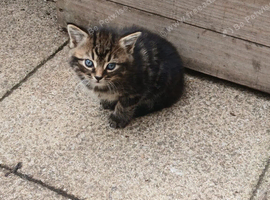 Beautiful litter of 5 kittens looking for loving homes