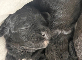 5 beautiful shihpoo puppies