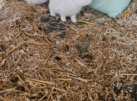 NewZealand White Rabbits (different bloodlines available)