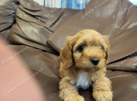 Cavapoo puppies for sale
