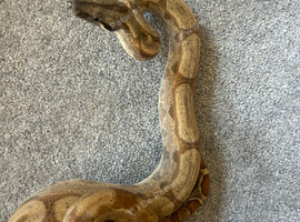 Hypo boa
