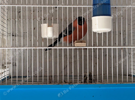 2 pairs Bullfinch