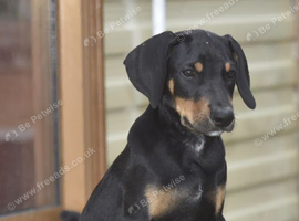 Unique hybrid dobermann puppies