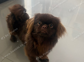 Gorgeous chocolate imperial Shih Tzu pup