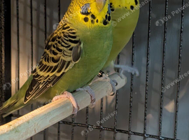 Pair budgies