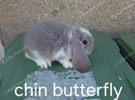 French lop girls