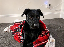 Fudge needs a forever home