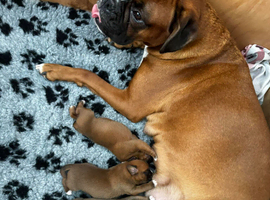 Champion breed boxer puppies