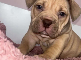 Pocket bully pup for sale