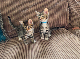 Bengal X DLH kittens READY NOW 2 males left