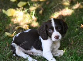 Springer Spaniel puppies for sale