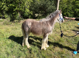 9 months old blue roan blagdon colt one for the show ring