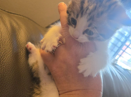 2 KITTENS LEFT MALE AND FEMALE