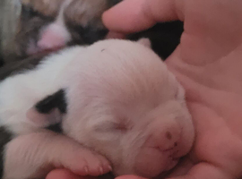 American Bulldog x Staffy Puppies