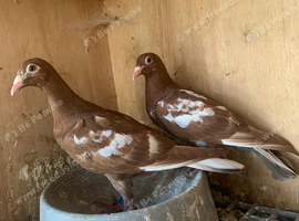 Pair of Red chocolate Muleumans racing pigeons 2026 RPRA ring