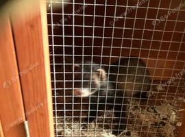Jill polecat and a double hutch for sale