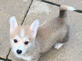 Corgi Pembroke puppy girl