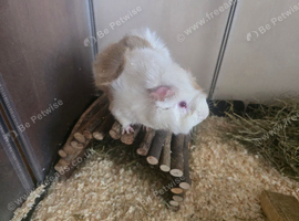 Male guinea pig for sale