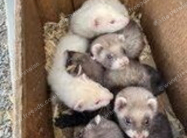 Ferrett kits for sale....this years young