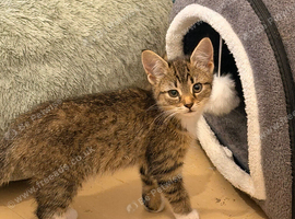 Half bengal female