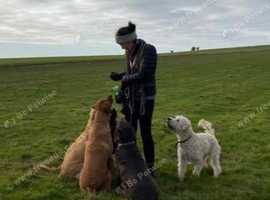 Hounds of Hurst dog walking service