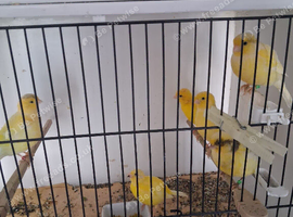 Fife Canaries most colours