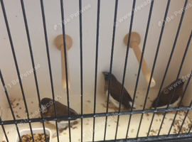 3 lovely birds an cage for sale &pound;70