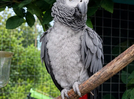 Exceptional Congo African Grey Parrot