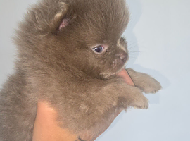 Lilac and tan. full lilac. Chocolate and tan  Extra small  pomeranian