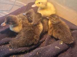 Cayuga cross welsh harlequin ducklings