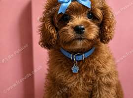 Adorable Cavapoo puppies