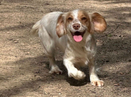 Working cocker spaniels